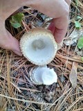 Amanita muscaria var. persicina image