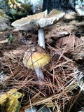 Amanita muscaria var. persicina image