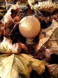 Amanita muscaria var. persicina image