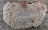 Daedalea flavida image