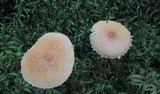 Cystoderma amianthinum image