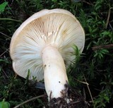 Lactarius affinis image