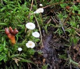 Collybia tuberosa image