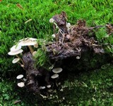 Collybia tuberosa image