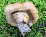 Tricholoma focale image