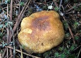 Tricholoma focale image