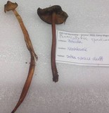 Phaeocollybia spadicea image