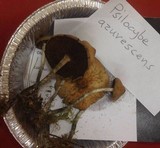 Psilocybe azurescens image