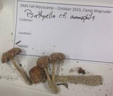 Psathyrella ammophila image