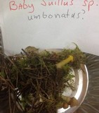 Suillus umbonatus image
