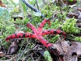 Clathrus archeri image