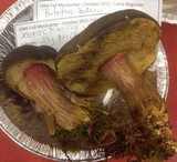 Xerocomellus atropurpureus image