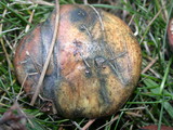 Suillus luteus image