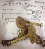 Suillus flavidus image