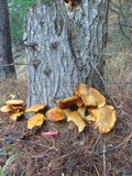 Gymnopilus ventricosus image