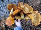 Gymnopilus ventricosus image