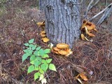 Gymnopilus ventricosus image
