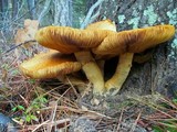 Gymnopilus ventricosus image