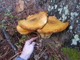 Gymnopilus ventricosus image