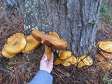 Gymnopilus ventricosus image