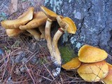 Gymnopilus ventricosus image