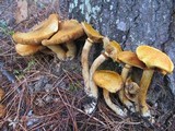 Gymnopilus ventricosus image