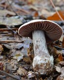 Cortinarius alboviolaceus image
