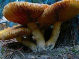 Gymnopilus ventricosus image