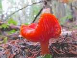 Hygrocybe miniata image