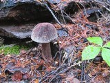 Boletellus mirabilis image