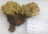 Sparassis crispa image