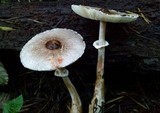 Lepiota flammeatincta image
