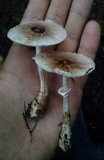 Lepiota flammeatincta image