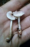 Lepiota flammeatincta image