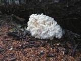 Hericium abietis image