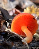 Humidicutis marginata image