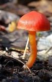 Humidicutis marginata image