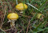 Suillus americanus image