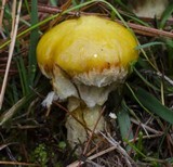 Suillus americanus image