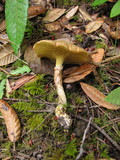 Suillus umbonatus image