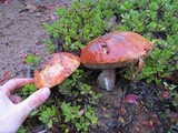 Leccinum insigne image