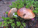 Leccinum insigne image