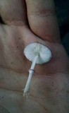 Lepiota roseolivida image
