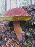 Boletellus mirabilis image