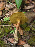 Suillus umbonatus image