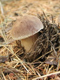 Boletellus mirabilis image