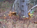 Gymnopilus ventricosus image