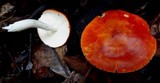 Leucopaxillus gracillimus image