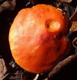 Leucopaxillus gracillimus image