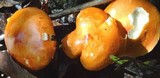 Leucopaxillus gracillimus image